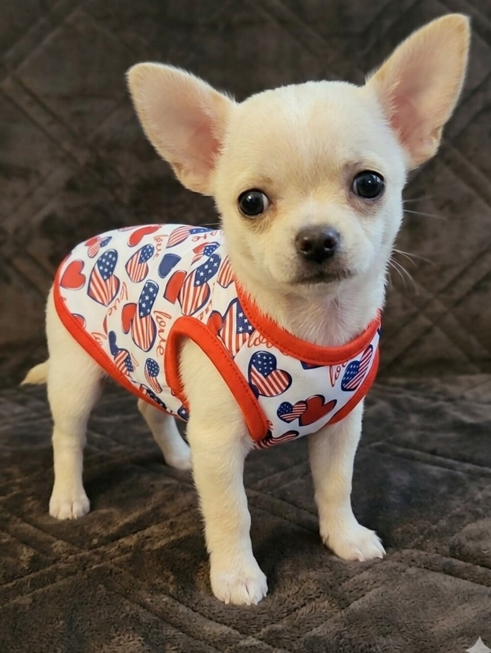 Dog Clothes - Picture 15 of 16